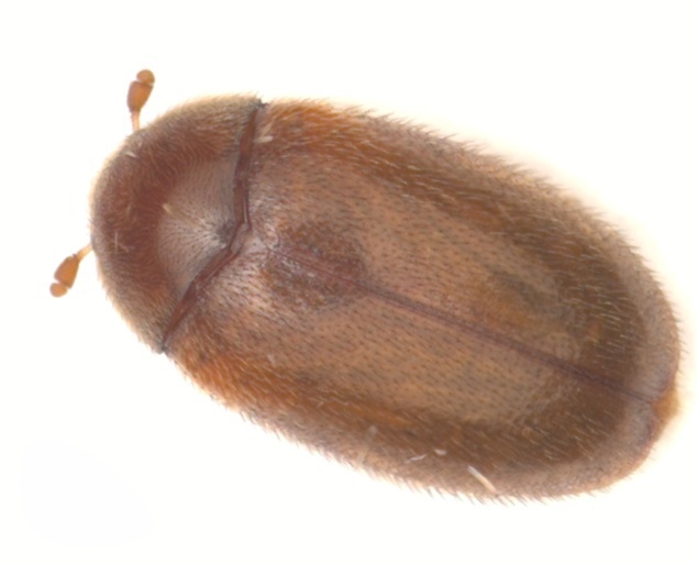 Cryptorhopalum haplotes