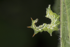 Abrostola suisharyonis