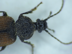 Panagaeus cruxmajor