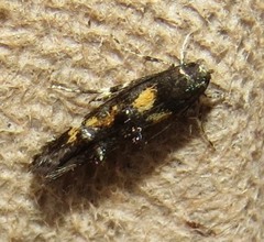 Mompha raschkiella