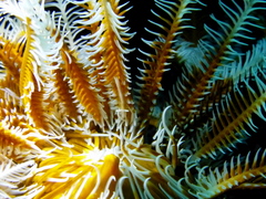 Hippolyte catagrapha