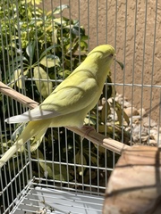 Melopsittacus