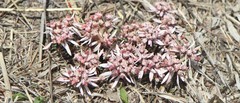 Euphorbia radians
