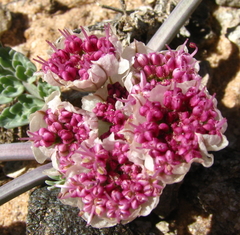 Vesper bulbosus