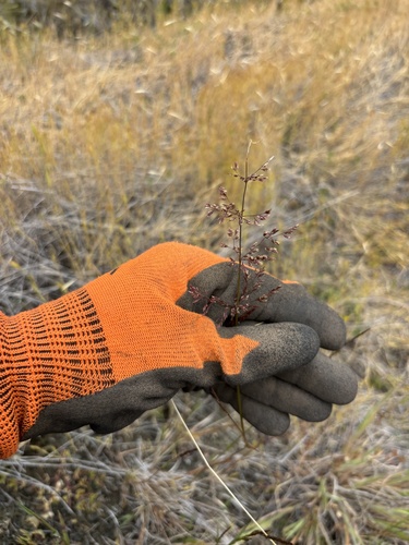 Agrostis gigantea iNat (3)