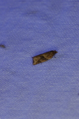 Argyrotaenia ivana
