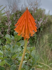 Kniphofia triangularis triangularis