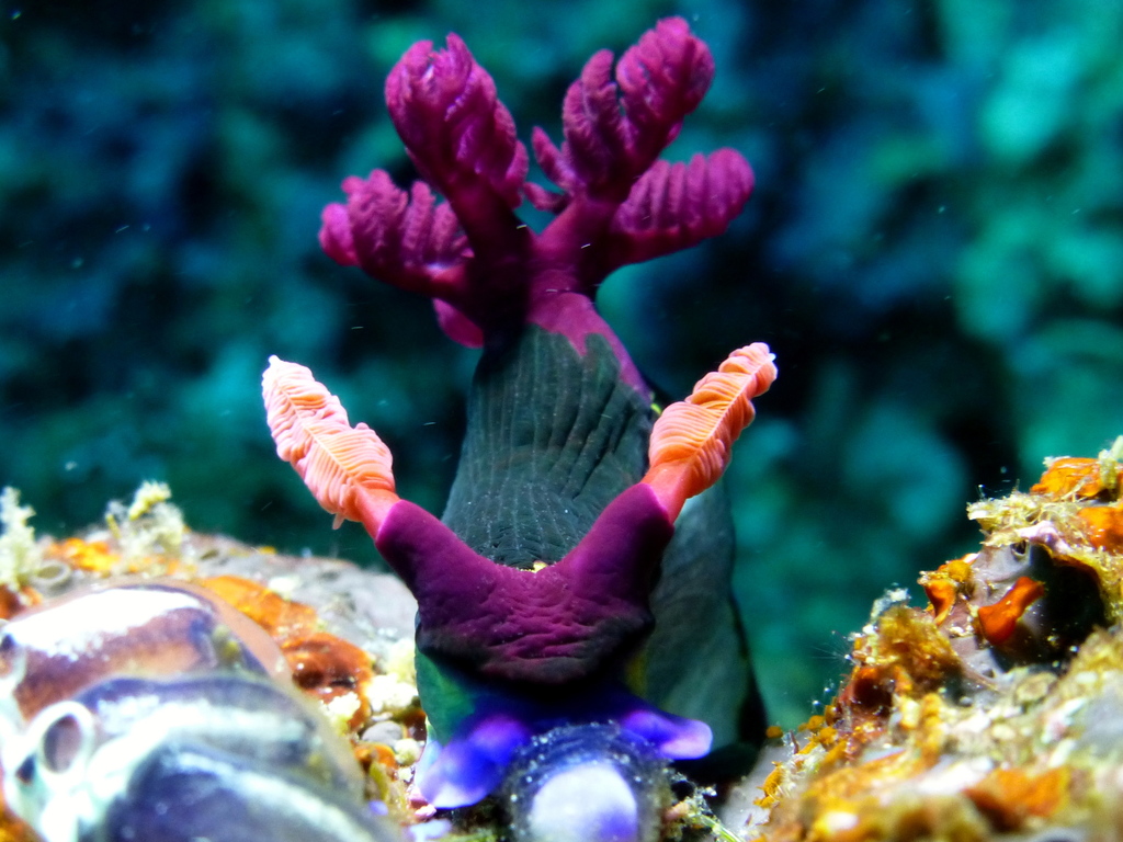 Chamberlain's Nembrotha
