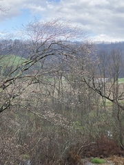 Amelanchier arborea arborea