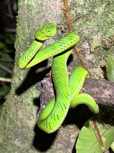 Trimeresurus gunaleni