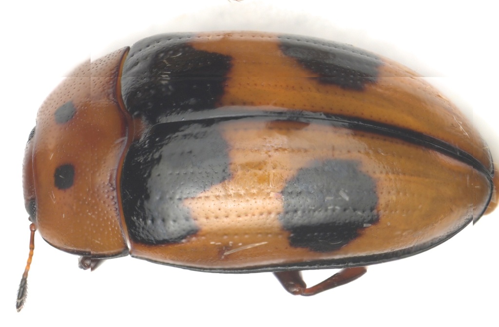 Ischyrus chacojae
