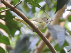 Pachysylvia aurantiifrons