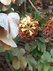 Phanera aureifolia