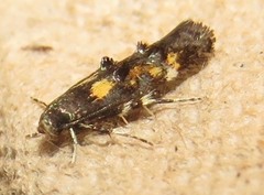 Mompha raschkiella