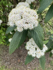 Viburnum rhytidophyllum
