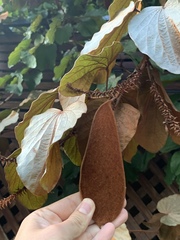 Phanera aureifolia