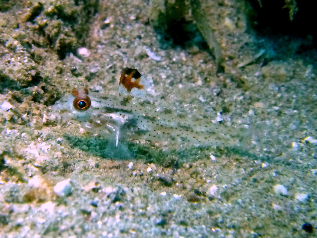 Fine-spotted Sand-goby