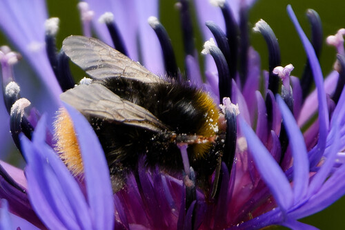 Early Bumble Bee, Nieuwe Niedorp, Netherlands, photo 8 of 10