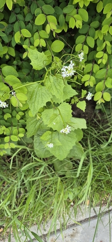 garlic mustard