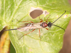 Braconidae