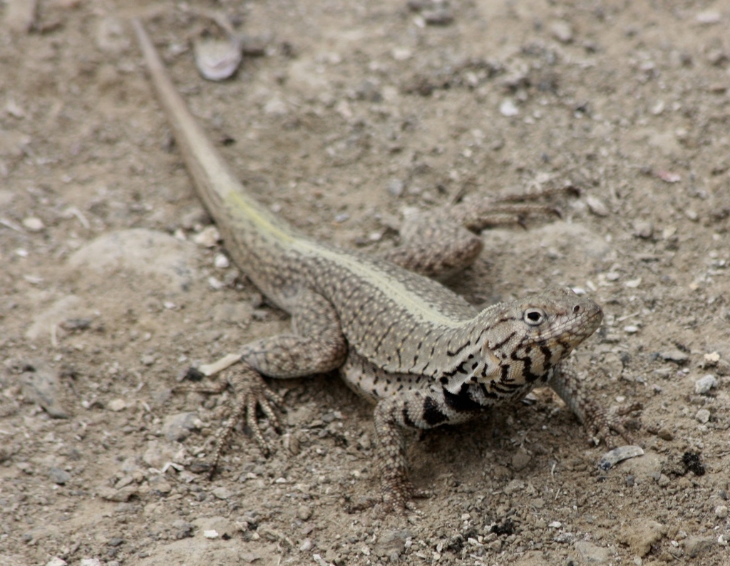 Peru Pacific Iguana