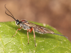 Braconidae