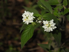 Lantana canescens