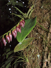 Pleurothallis restrepioides