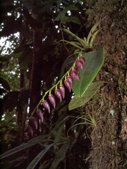 Pleurothallis restrepioides