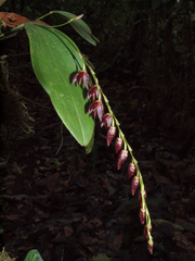 Pleurothallis restrepioides
