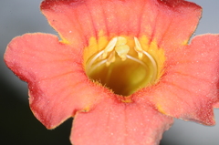 Tecoma tenuiflora