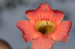 Tecoma tenuiflora