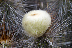 Eulychnia breviflora