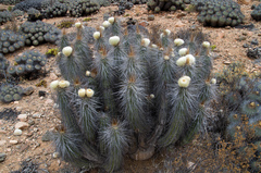 Eulychnia breviflora