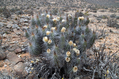 Eulychnia breviflora
