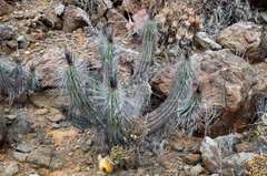 Eulychnia breviflora