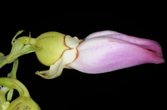 Amphilophium paniculatum