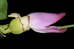 Amphilophium paniculatum