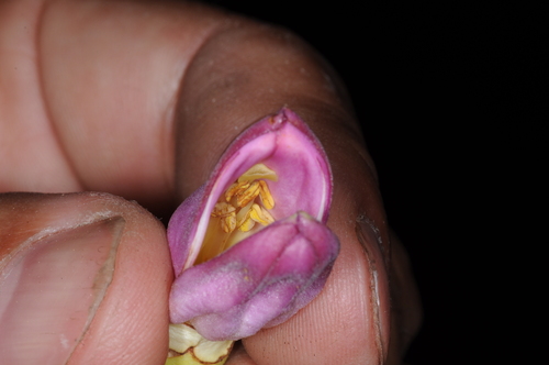 Image of Amphilophium paniculatum by (c) aacocucci, some rights reserved (CC BY)