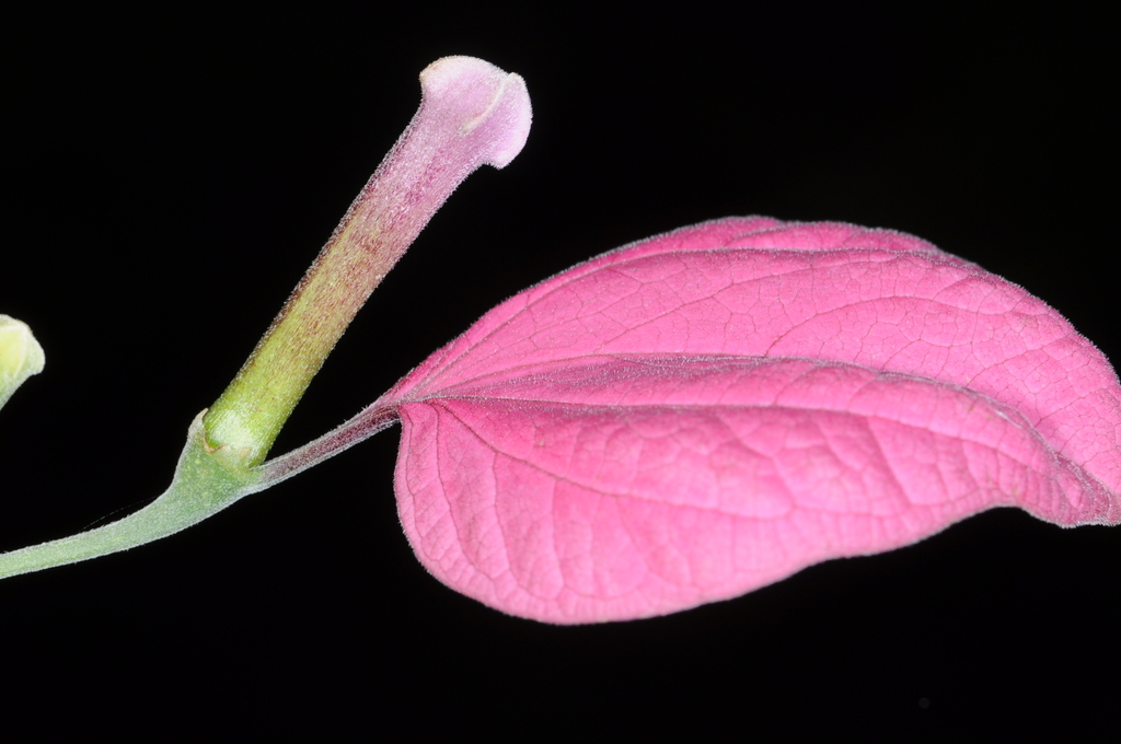 Pogonopus tubulosus