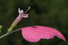 Pogonopus tubulosus