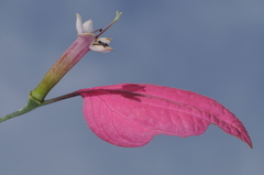 Pogonopus tubulosus