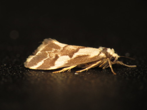 Philenora chionastis Meyrick, 1886
