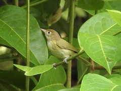 Pachysylvia aurantiifrons