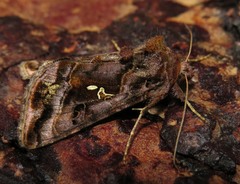 Autographa pulchrina