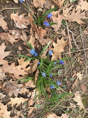 Scilla siberica