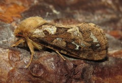 Korscheltellus fusconebulosa