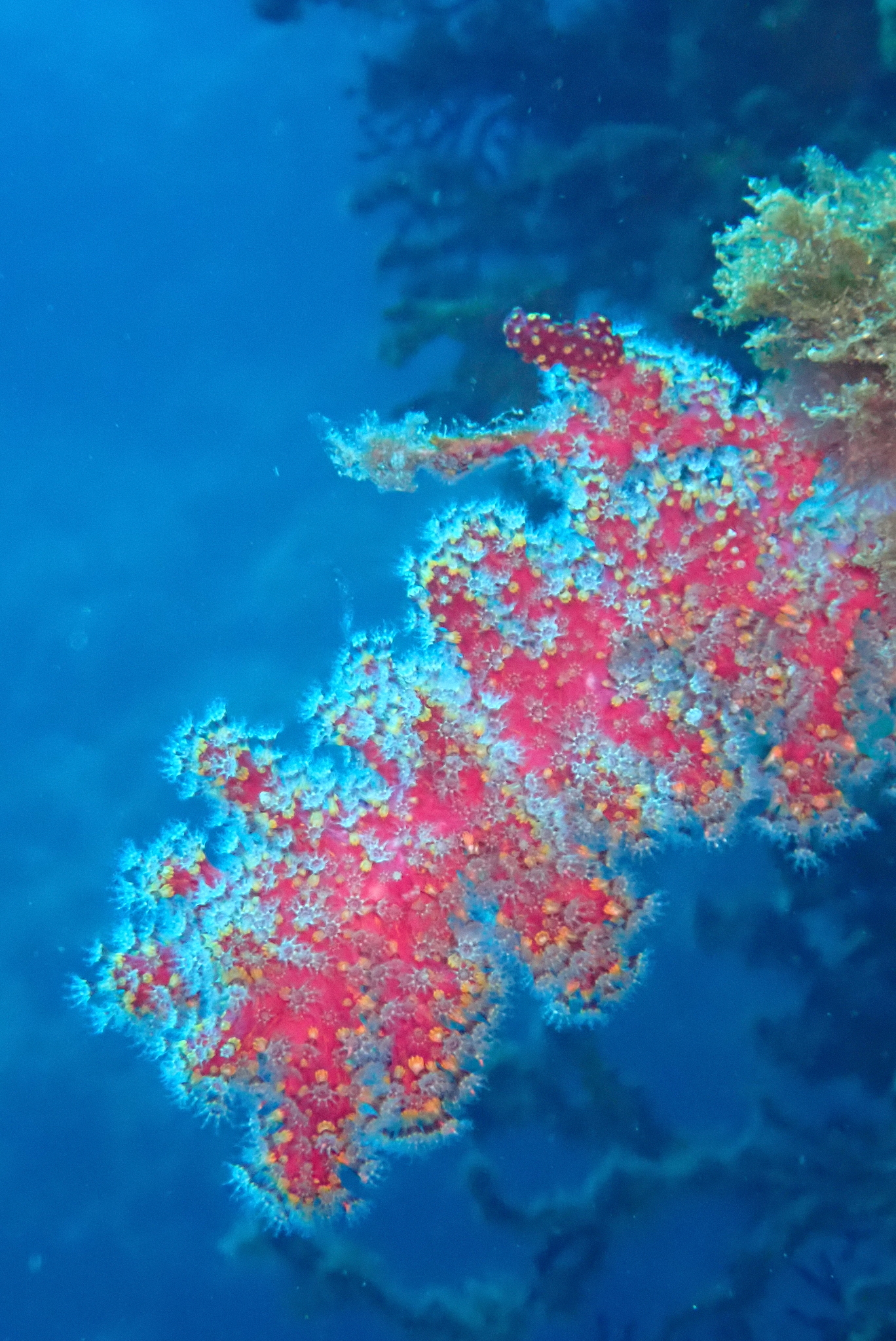 Alcyonium coralloides (Pallas, 1766)