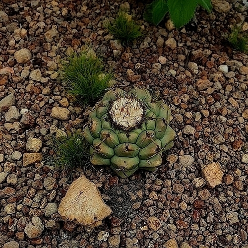 Discocactus heptacanthus