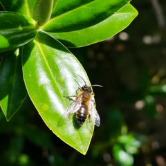 Andrena nigroaenea